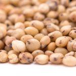 Brewers’ hunt for local substitute opens investment opportunity in sorghum production
