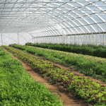 NALDA greenhouse