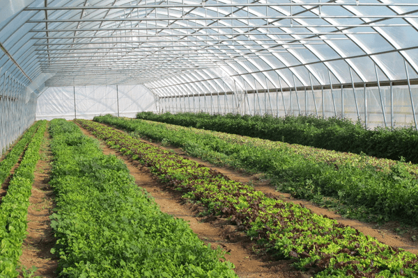 NALDA greenhouse