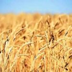 Will renewed production-push boost local wheat competitiveness, industrial demand?
