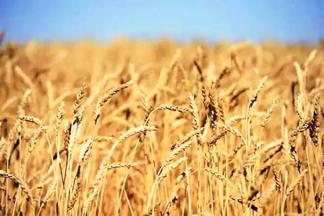 Will renewed production-push boost local wheat competitiveness, industrial demand?