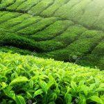 Mambilla Beverages launches Highland Tea in Lagos