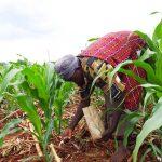 How ABP, FX restriction support Nigeria’s economic growth