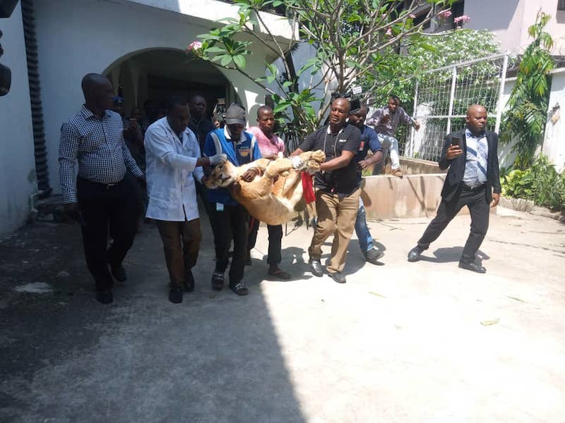 Lagos evacuates Lion from private residence in V/Island to Lekki Zoo
