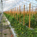 Why greenhouse farming may not be profitable in Nigeria, yet