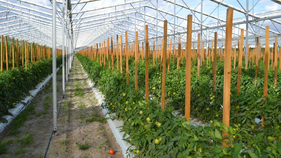 Why greenhouse farming may not be profitable in Nigeria, yet