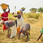 Border closure: Increased demand for local rice calls for higher bank lending