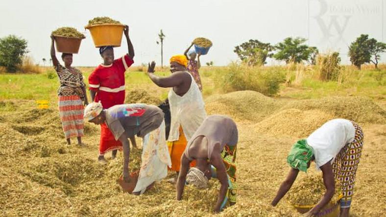 Border closure: Increased demand for local rice calls for higher bank lending
