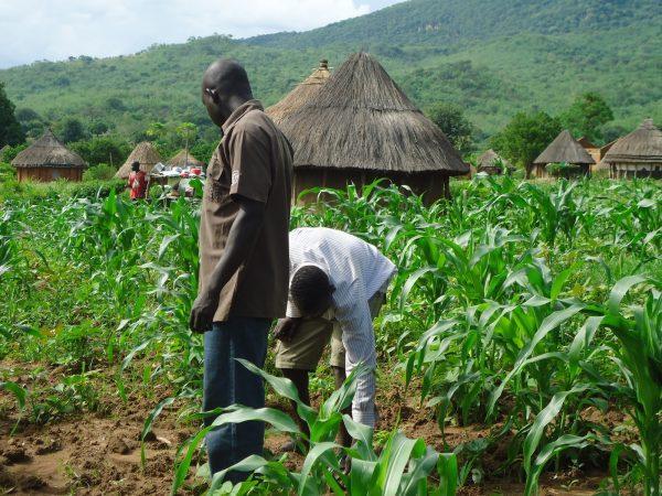 COVID-19: Leaders of Nigerian farmers warn of impending food crisis