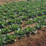 Lagos to revive songhai agric youth empowerment scheme