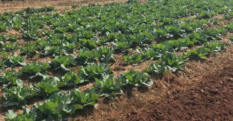 Lagos to revive songhai agric youth empowerment scheme