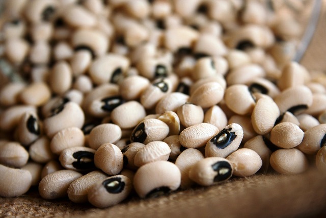 Nigeria commercialises first transgenic cowpea variety