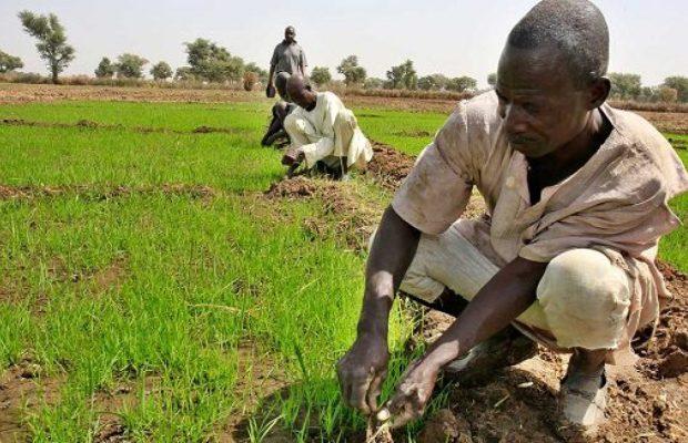 Govt not engaging farmers enough to develop agric, leaders say as they chart solutions