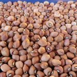 Nigeria to generate N48bn annually from genetically modified cowpea