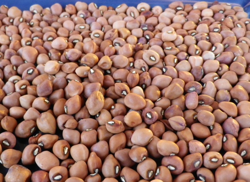 Nigeria to generate N48bn annually from genetically modified cowpea