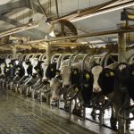 dairy production