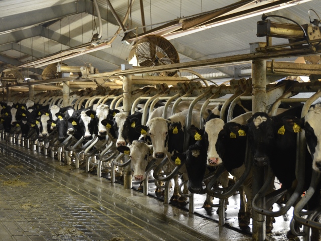 dairy production