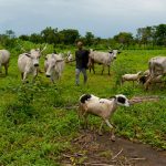 FG’s annual 1.4% agric budget fails to farmers’ productivity - Report