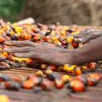 FMN targets tenfold growth in palm oil production within 7yrs