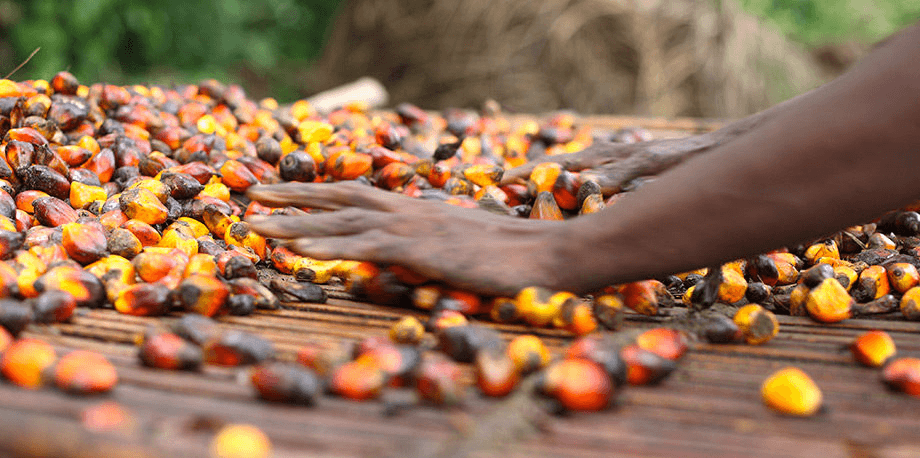 FMN targets tenfold growth in palm oil production within 7yrs