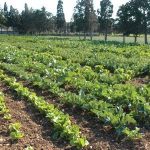 Oyo partners NIHORT on Agricultural Revolution