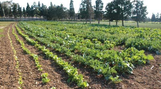 Oyo partners NIHORT on Agricultural Revolution
