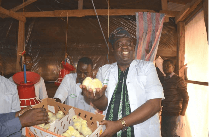 Ogun commences Broiler Empowerment Program with 54,000 birds