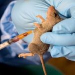24 killed as Lassa fever cases rise - CDC reports
