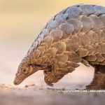 Pangolin Conservation Guild Nigeria (PCWGN) to host Pangolin conference to drive awareness