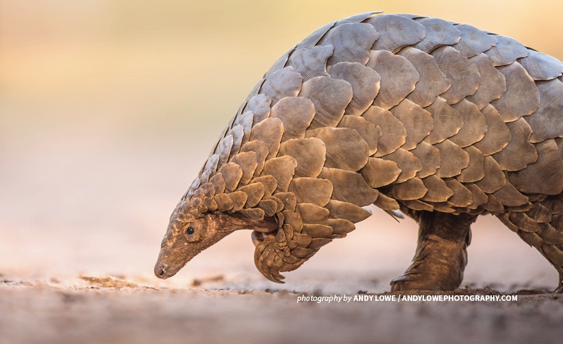 Pangolin Conservation Guild Nigeria (PCWGN) to host Pangolin conference to drive awareness
