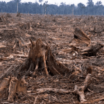 Cross River: Women accuse multinational firms of engaging in deforestation