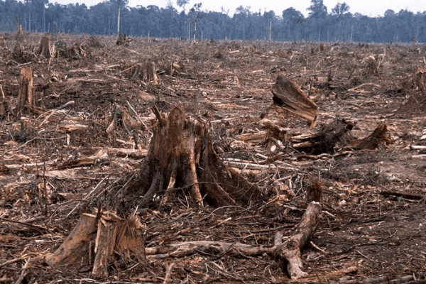 Cross River: Women accuse multinational firms of engaging in deforestation