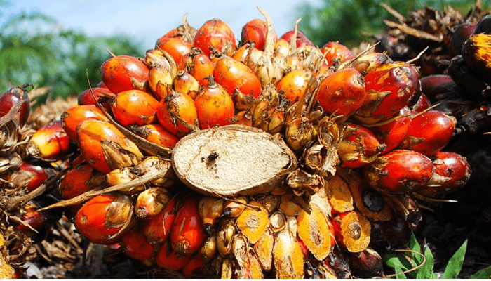 palm oil