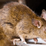 Lassa Fever