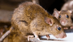 Lassa Fever