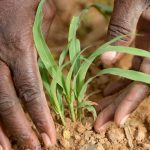 OCP Africa partners universities to deepen agric education