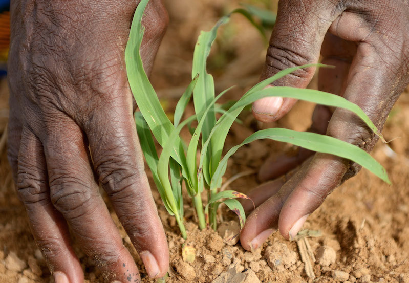 OCP Africa partners universities to deepen agric education