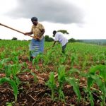 The pandemic that routed Nigerian farmers in June