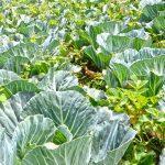 Agric crowdfunding at risk of Ponzi schemes as regulation lags