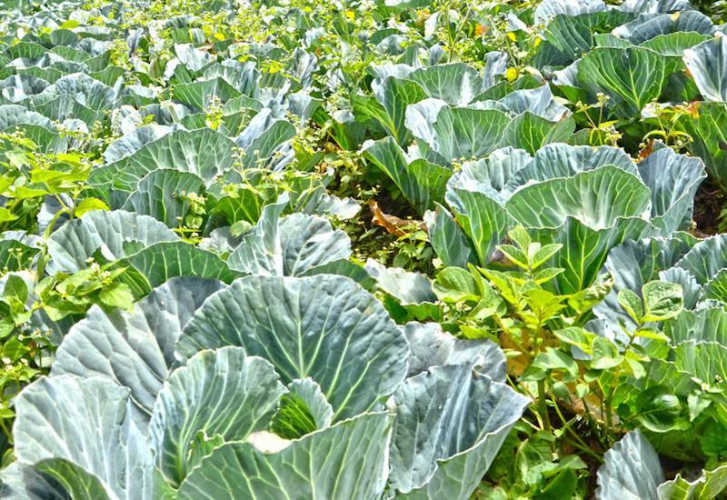 Agric crowdfunding at risk of Ponzi schemes as regulation lags