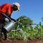 "Farmer using a watering can"