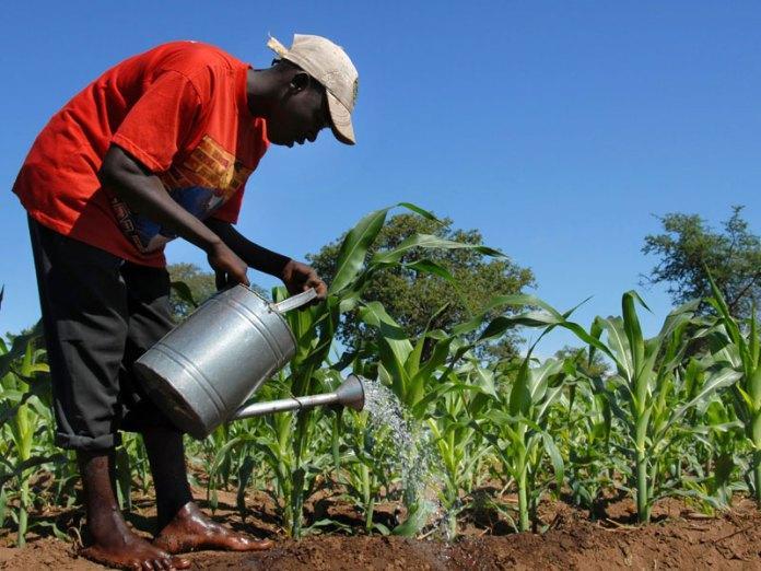 "Farmer using a watering can"
