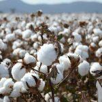 CBN intervention boosts cotton output as pyramids return