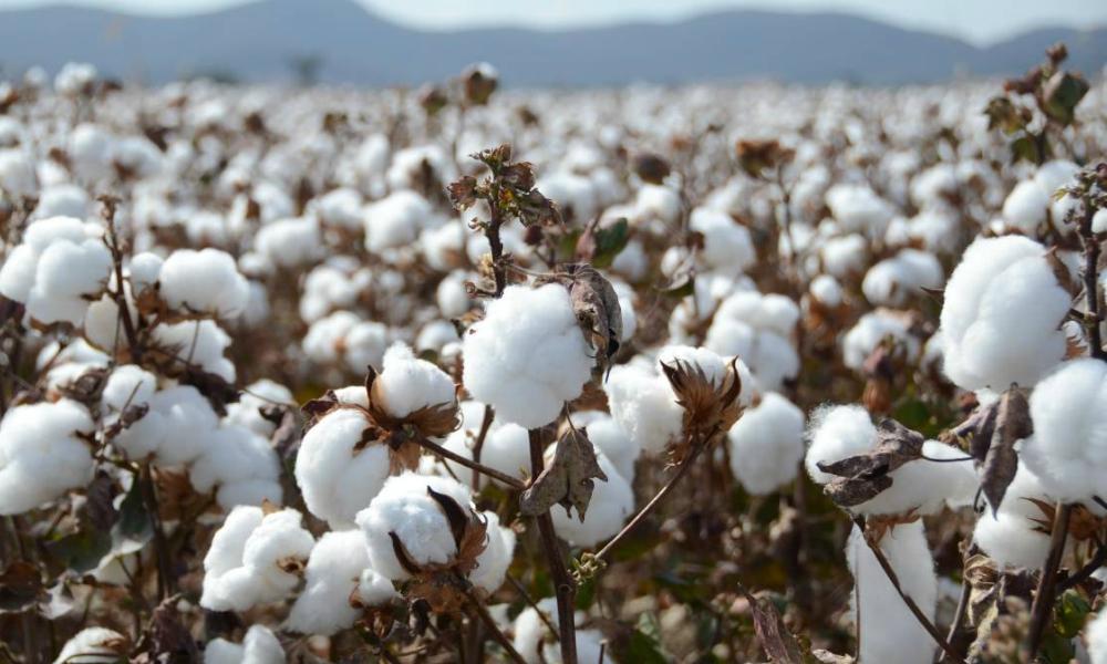 CBN intervention boosts cotton output as pyramids return