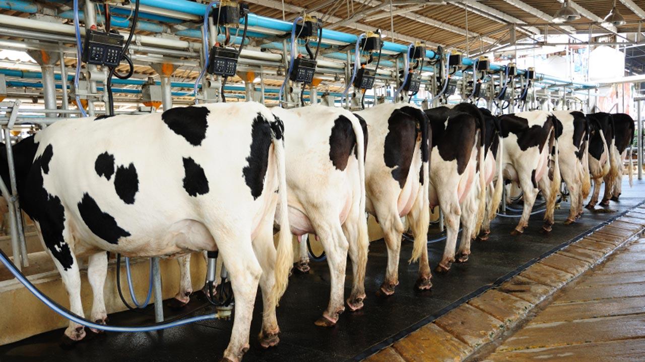 Only Nestle, WAMCO, Chi, 3 others can access FX for milk 