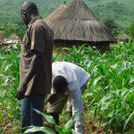 Stakeholders call for synergy between CBN, Agric Ministry to deepen gains of Anchor Borrower scheme