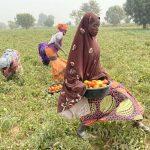 In pursuit of backward integration, Olam dwarfs national average in tomato production