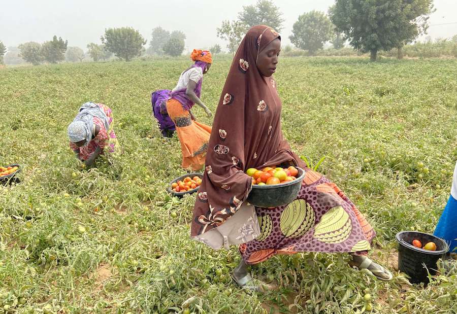 In pursuit of backward integration, Olam dwarfs national average in tomato production