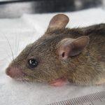 How to curtail Lassa fever spread – Expert