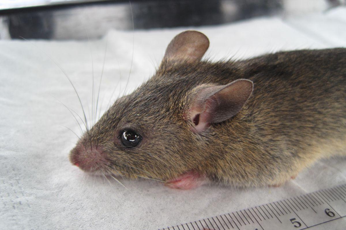 How to curtail Lassa fever spread – Expert